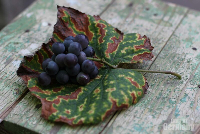 Close up to grapes on a leaf ona wooden surface - grapes for German wine