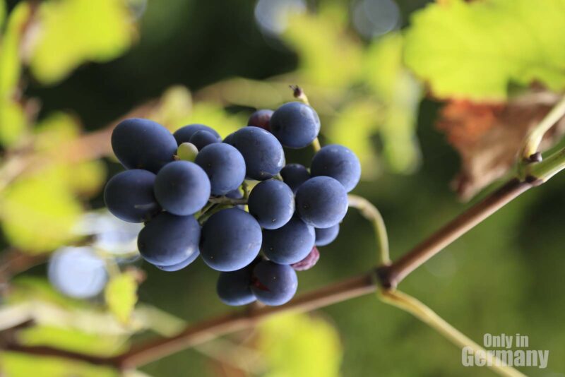 Close up to grapes destined to be transformed into German Wine