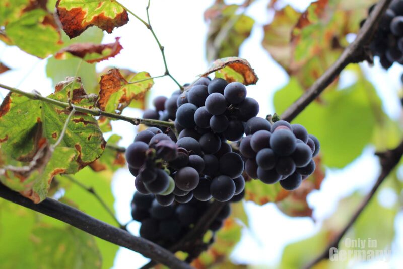 Close up to unpicked grapes destined to become German wine.
